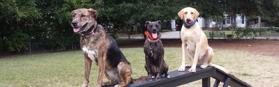 Dogs in Lafayette-Winona
